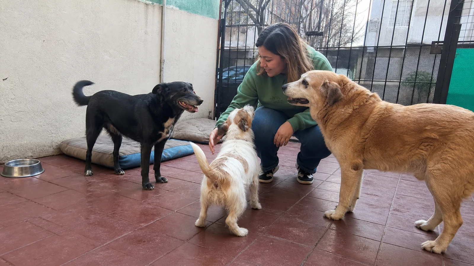 Guardería canina cerca de mí: 10 preguntas antes de elegir