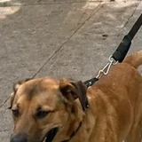 Frida, mascota