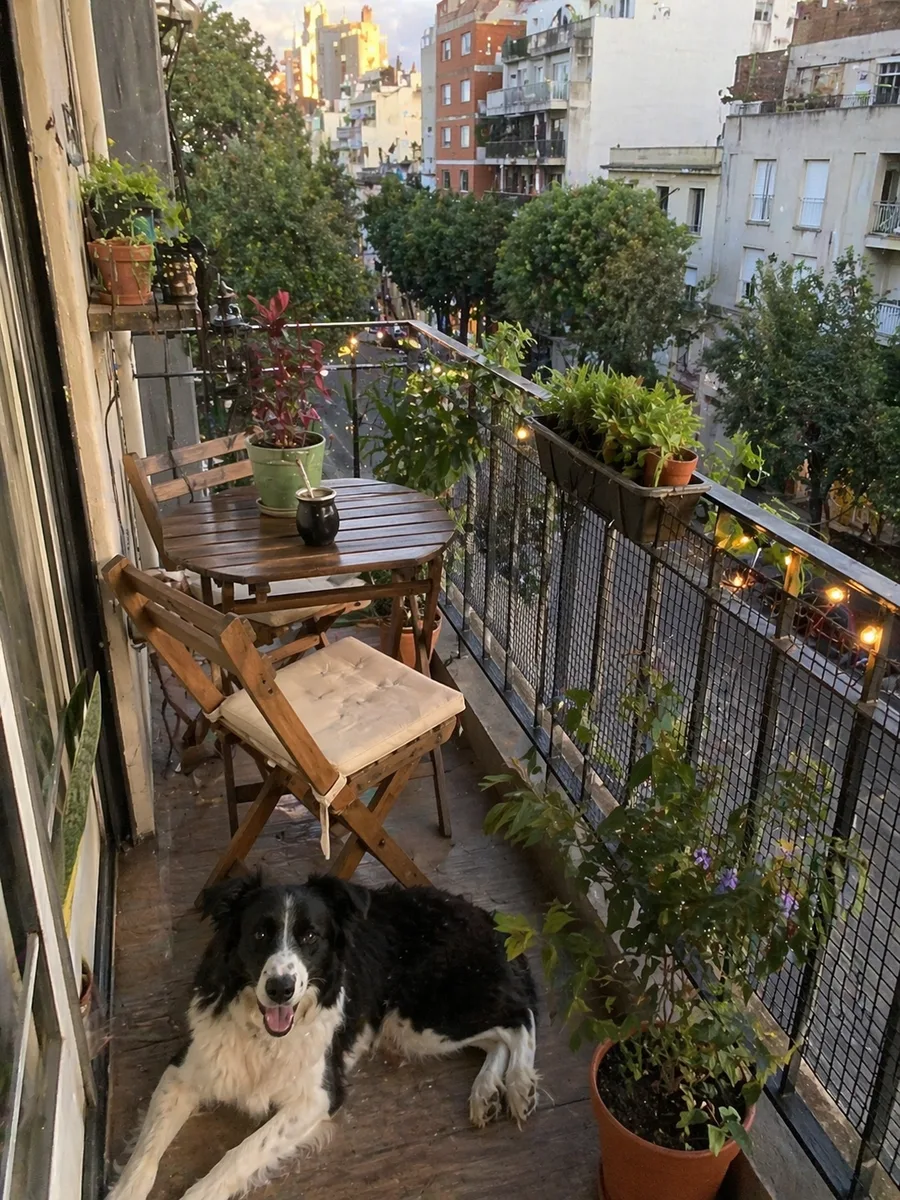 Perro en el balcón de un departamento porteño