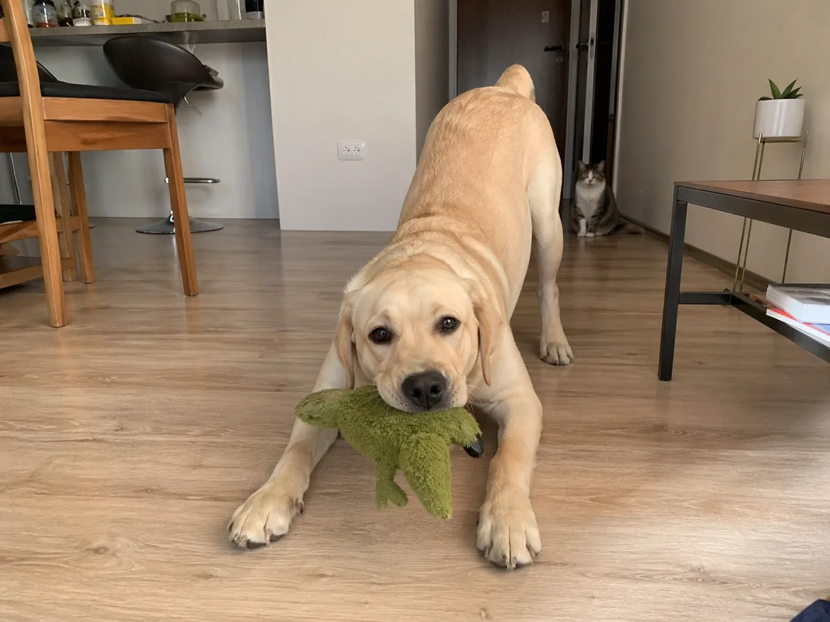 Labrador en casa con juguete